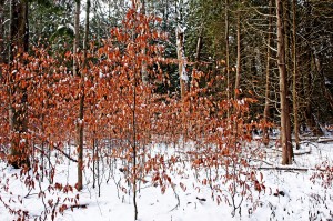 Fall Beech Trees